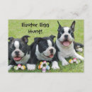 Search for boston terrier invitations Pet