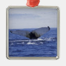 Search for trinity Humpback whale