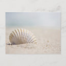 Search for mollusks postcards Seashell