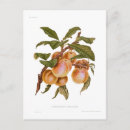 Search for plums postcards Vintage