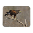 Recherche de rapaces magnets Faucon