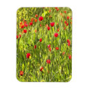 Recherche de pavot magnets Nature