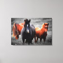 Search for black and white photography canvas prints Stallion