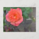 Recherche de plantes cartes postales Photographie