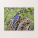Search for bluebird puzzles Photography