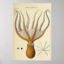 Recherche de zoologique posters Dessin