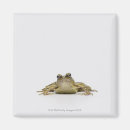 Recherche de photo de grenouille magnets Animal