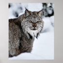 Search for lynx posters Feline