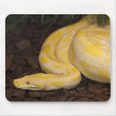 Recherche de albinos tapis souris Python