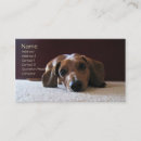Recherche de teckels photographie Animaux