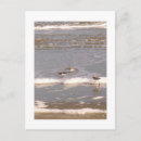 Recherche de pluviers cartes postales Rivage