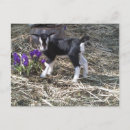 Recherche de enfant fleur cartes postales Ferme