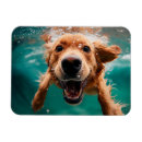 Search for dynamic magnets Dog products