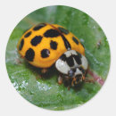 Search for yellow ladybug stickers Insect