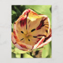 Recherche de tulipe blanche cartes postales Printemps