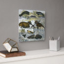 Search for whale clocks Narwhal
