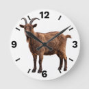 Search for goat clocks Livestock