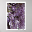 Search for wisteria posters Photography