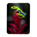 Recherche de grenouille magnets Forêt tropicale