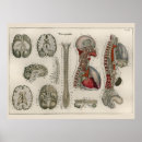 Search for brain anatomy posters Medical