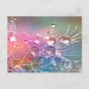 Search for drop of water postcards Pink