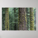 Search for sequoia posters Kings canyon