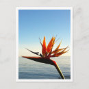 Search for birds paradise postcards Colourful