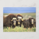 Recherche de habitat de faune Corne