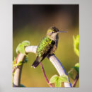 Recherche de colibri posters Vert