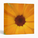 Search for orange daisy photography Pretty
