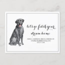 Recherche de chien de labrador cartes postales Amoureux des chiens