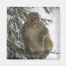 Search for rhesus Vertical