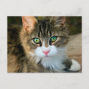 Recherche de yeux verts cartes postales Chatons