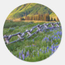 Search for lupine stickers Blue