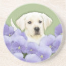 Search for labrador coasters Puppy