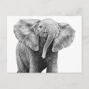 Recherche de african elephant cartes postales Animal