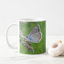 Search for common blue mugs Insect