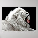 Recherche de chats sauvages posters Animaux de la jungle