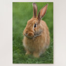 Search for rabbit puzzles Beautiful