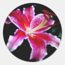 Search for stargazer lily stickers Floral