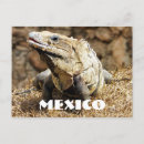 Recherche de reptile cartes postales Animal