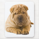 Recherche de pei shar électronique Chiot