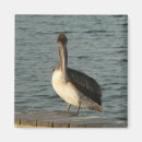 Search for pelicans magnets Brown pelican
