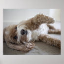 Search for cockapoo art Dog