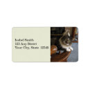 Search for peek labels Kitty