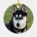 Search for white husky ornaments Black and white dog