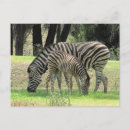 Recherche de jeune zèbre posters Nature