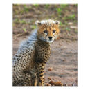 Recherche de jubatus posters Faune
