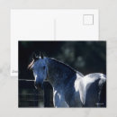 Search for backlit postcards Animal