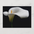 Recherche de cala cartes postales Jardin